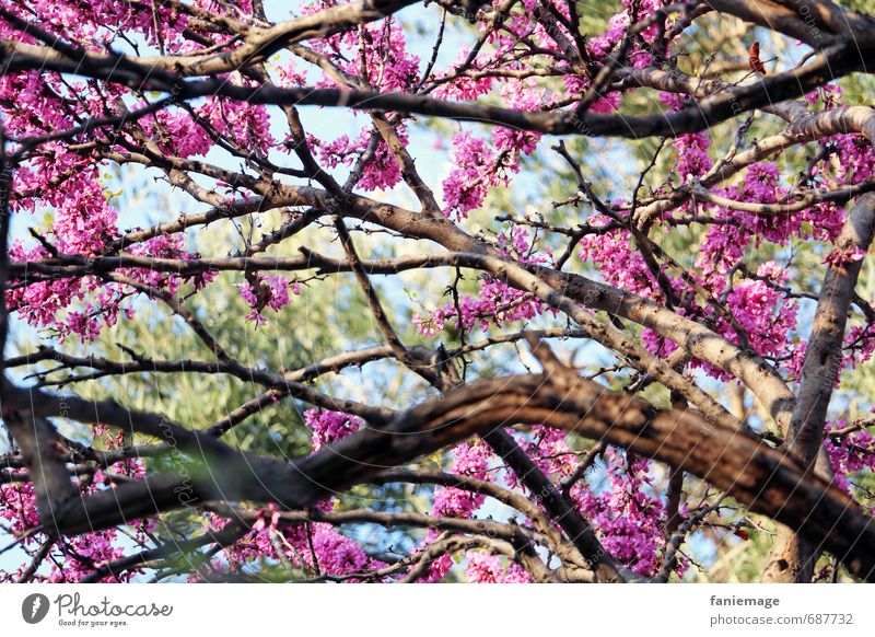 Blütentraum Natur Baum Romantik schön Liebe Sinnesorgane printemps Frühling Kirschblüten Kirschbaum rosa hellgrün hell-blau Pastellton Baumkrone träumen frisch