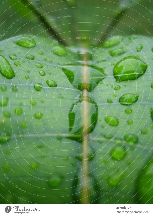 Morgentau grün Blatt Pflanze Licht feucht Spiegel Wassertropfen nass Seil Regen