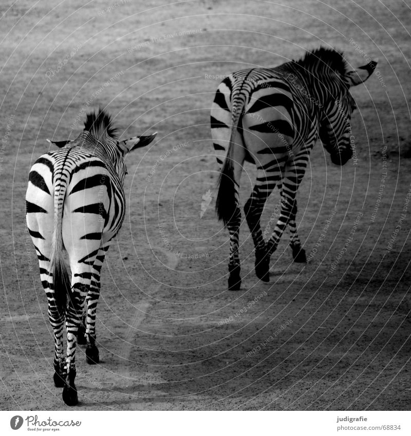Zebras Tier Tierpaar Streifen laufen schwarz weiß Steppenzebra 2 gestreift Säugetier Unpaarhufer Mähne geradeaus paarweise Schwarzweißfoto Rückansicht Fell