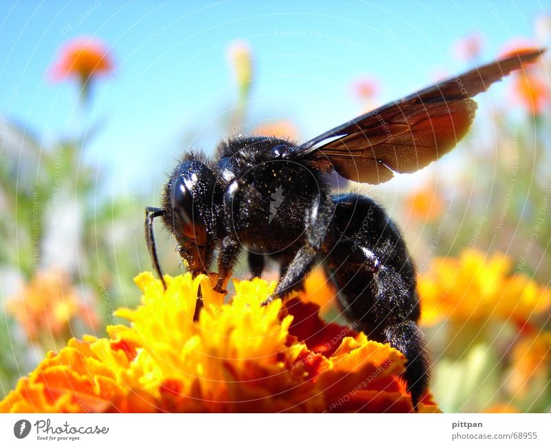 schwarz auf gelb? biene! Umwelt Natur Tier Himmel Sonnenlicht Sommer Schönes Wetter Blume Blüte Wildpflanze Biene Flügel 1 Wespen Insekt Hummel Staubfäden
