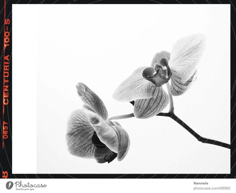 orchidäles2 Orchidee Blume Blüte Pflanze schwarz weiß zerbrechlich zart Asien Blühend Schwarzweißfoto fragiel hell Natur