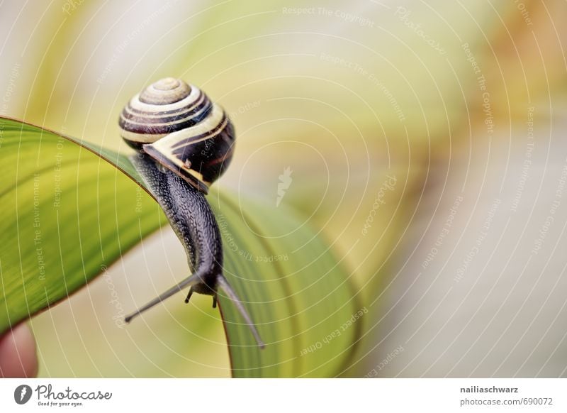 Schnecke im Garten Tier Blatt Antenne krabbeln Fröhlichkeit schön gelb schwarz Frühlingsgefühle Tierliebe Neugier Genauigkeit Geschwindigkeit Ziel Schecke
