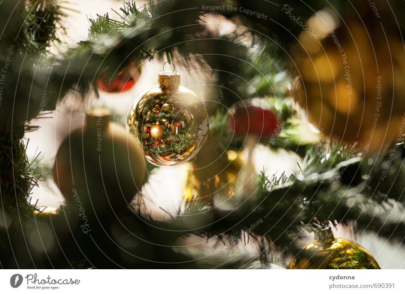 Alle Jahre wieder Feste & Feiern Weihnachten & Advent Baum entdecken geheimnisvoll Inspiration Kitsch Neugier Nostalgie Tradition Wert Wunsch Weihnachtsbaum