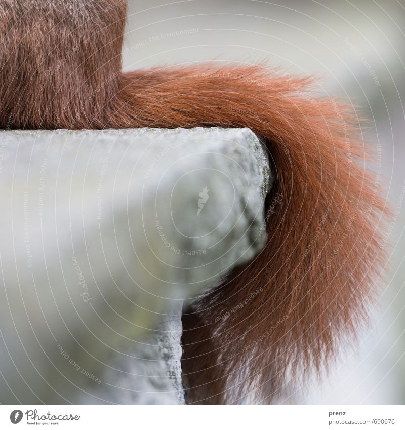 Eichhörnchen Umwelt Natur Tier Wildtier 1 braun grau Schwanz Farbfoto Außenaufnahme Nahaufnahme Detailaufnahme Menschenleer Textfreiraum links Tag