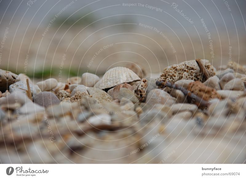 am strand Muschel Strand grau Meer Kies Kieselsteine Steinstrand Kroatien Trogir Einsamkeit Ferien & Urlaub & Reisen Wasser Adria Suche verstecken dazwischen