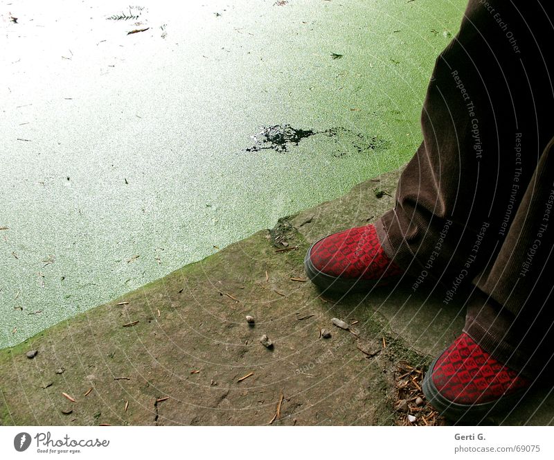 nah am Wasser Schuhe rot Lieferwagen Wasseroberfläche Teich Wasserlinsen stehen Am Rand grün braun schmuddelig cordjeans water am wasser stehen Stein Küste