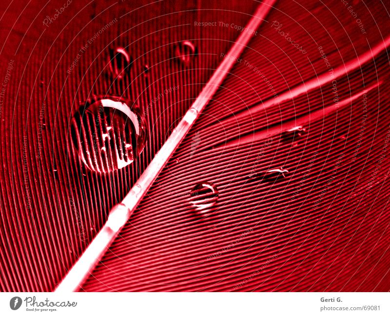rO°°/o°°t Oberflächenspannung Wassertropfen Lupeneffekt rot durchsichtig hydrophob rund diagonal Makroaufnahme Murmel Nahaufnahme pearl Feder färben