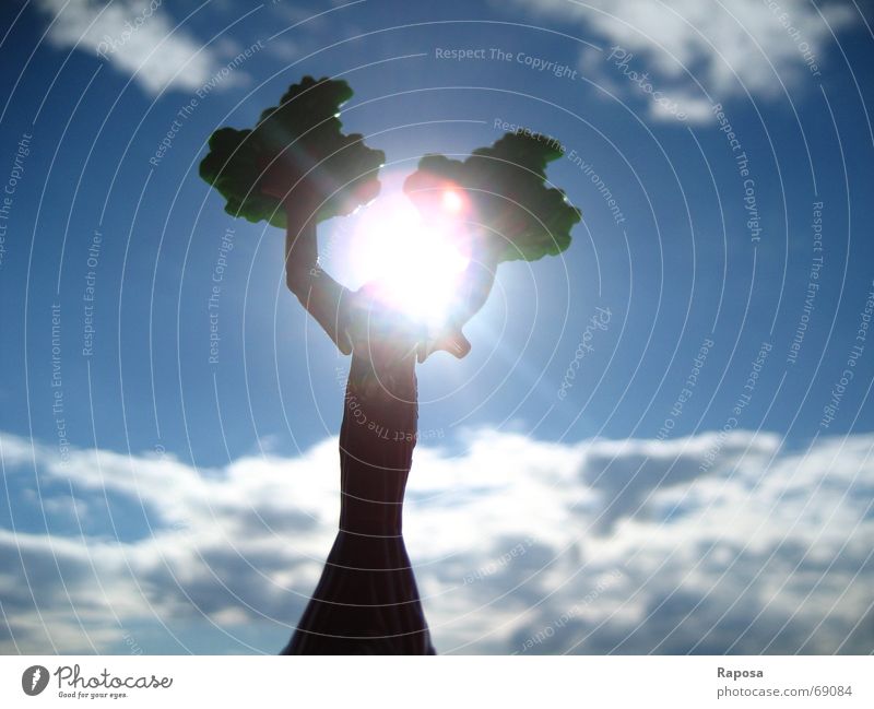 Was den Himmel erhellt Wolken weiß Kumulus Stratokumulus Sonnenstrahlen Hintergrundbild Baum blau Blauer Himmel Wetter spielzeugfigur personifizierter baum