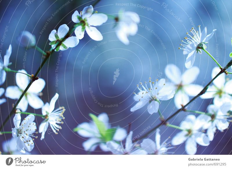 Blumenmeer das zweite Natur Pflanze Blüte schön hell leuchten Schwache Tiefenschärfe Ast violett blau weiß Obstbaum klein Frühling Farbfoto Außenaufnahme