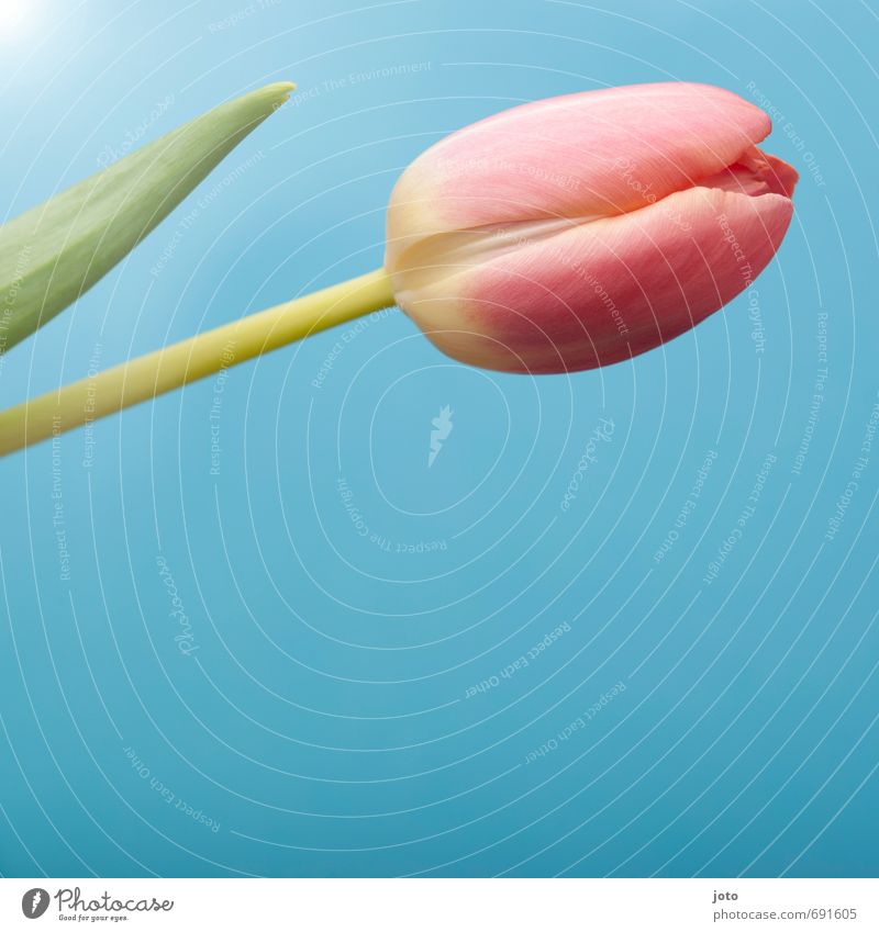 ausschnitt III schön ruhig Duft Sommer Dekoration & Verzierung Valentinstag Muttertag Natur Pflanze Frühling Blume Tulpe Blüte Blumenstrauß Blühend frisch