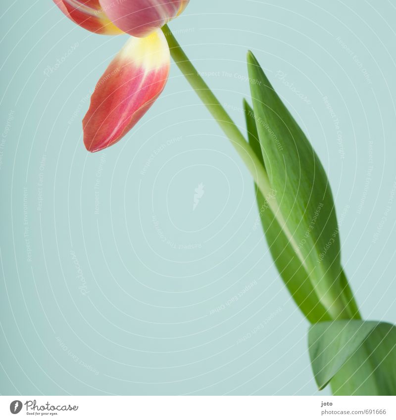 ausschnitt II schön ruhig Duft Sommer Dekoration & Verzierung Valentinstag Muttertag Natur Pflanze Frühling Blume Tulpe Blüte Blumenstrauß Blühend frisch modern