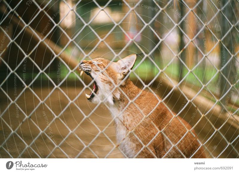 Luchs Sommer Zoo Tier Erde Park Wildtier Katze Rotluchs 1 Aggression wild Wut braun Macht Feindseligkeit tosen knorrig tosend Zähne Farbfoto Außenaufnahme