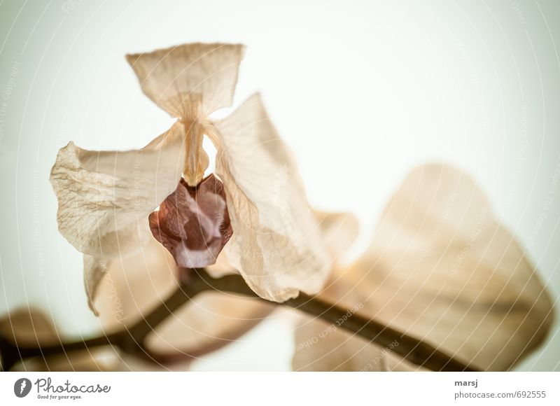 is mir wurscht | dass ich mal eine Schönheit war Natur Pflanze Blume Orchidee Blüte Topfpflanze exotisch Phalaenopsis alt hängen Traurigkeit verblüht Armut