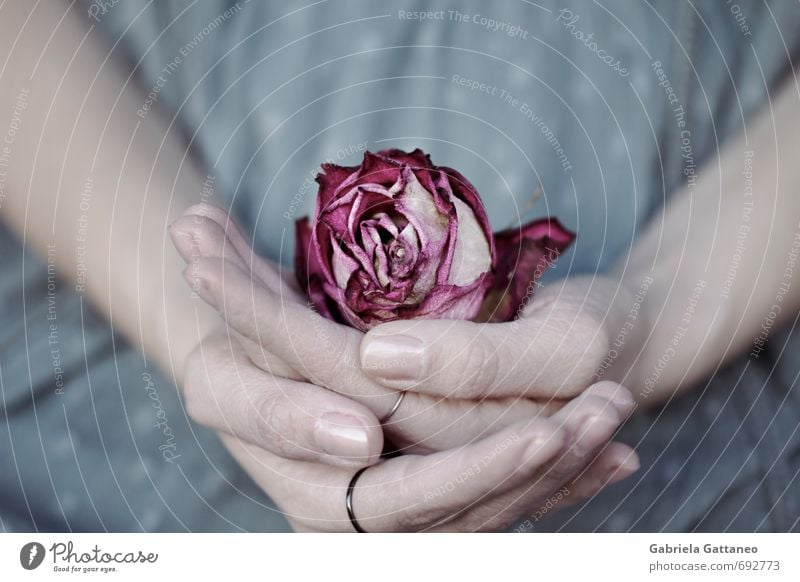 In der Schoß des Lebens Blume Rose schön einzigartig regenarm getrocknet purpur violett blau Frau Hand Nägel nageln Finger vorsichtig Runde ruhig friedlich