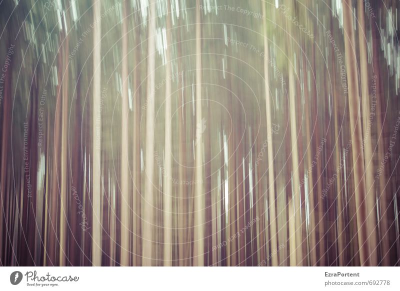 |||||| Kunst Umwelt Natur Landschaft Pflanze Frühling Sommer Herbst Klima Klimawandel Wetter Baum Wald Holz Linie Streifen ästhetisch braun grün chaotisch