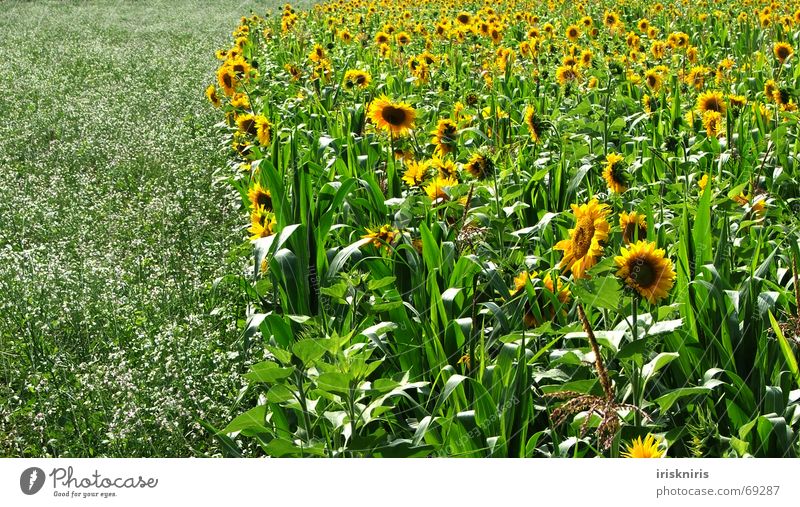 Bienenparadies Sommer Sonnenblume Wiese Anhäufung gelb grün Wohlgefühl Unendlichkeit Feld Blüte schön Außenaufnahme Sonnenblumenfeld Natur nutzwiese Mais