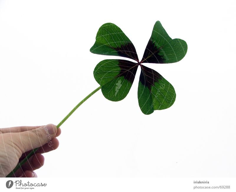 Das Glück festhalten Zierklee vierblättrig Wunschvorstellung Glücksbringer Klee grün Hand Pflanze Symbole & Metaphern Glückwünsche Gratulation Freude herzform