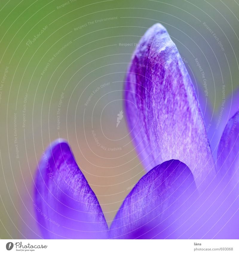 kommt. summ summ Natur Pflanze Blume Blüte Krokusse Blühend warten frisch violett Hoffnung Farbfoto Menschenleer Textfreiraum oben