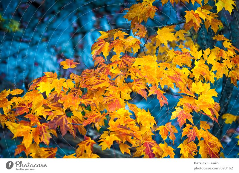 Colors Umwelt Natur Pflanze Urelemente Herbst Baum Blatt Einsamkeit einzigartig elegant entdecken Erholung Kraft Kreativität Stimmung Tourismus USA