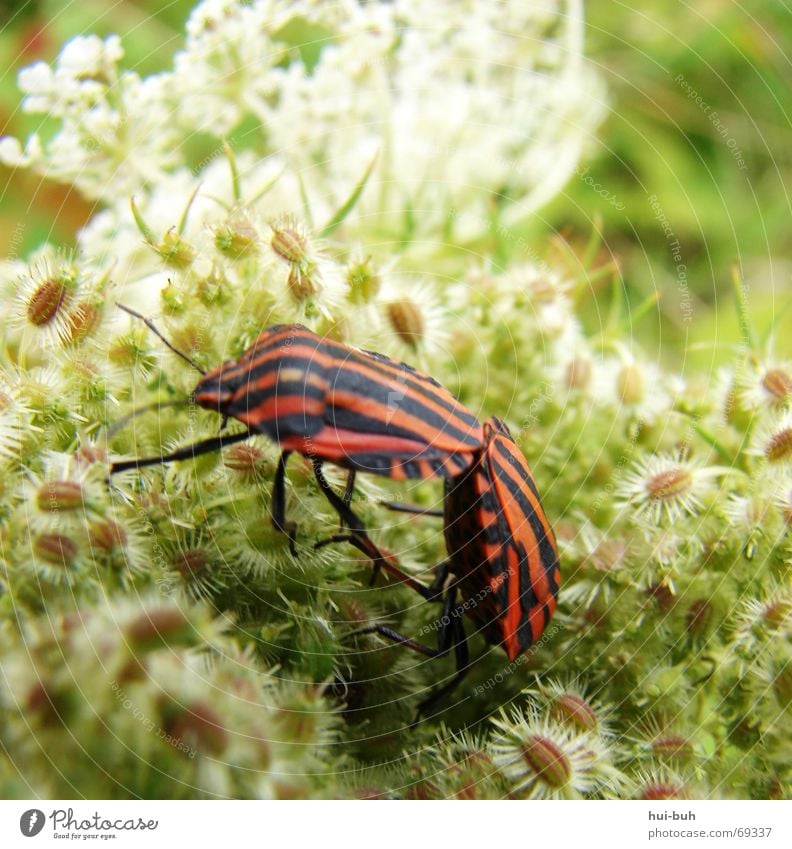 2 käfer Biologie wichtig Zusammensein Pflanze Fortpflanzung Blume Tier Hinterteil kleben Fühler stehen ausrutschen Zukunft füttern Ablehnung nehmen Natur