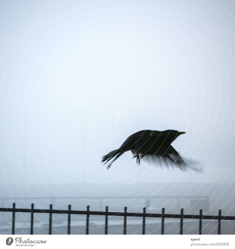 Überwindung Tier Vogel Flügel Krähe Amsel 1 Zaun Nebel Bewegung fliegen dunkel frei Unendlichkeit kalt Hoffnung Sehnsucht Beginn Einsamkeit Freiheit