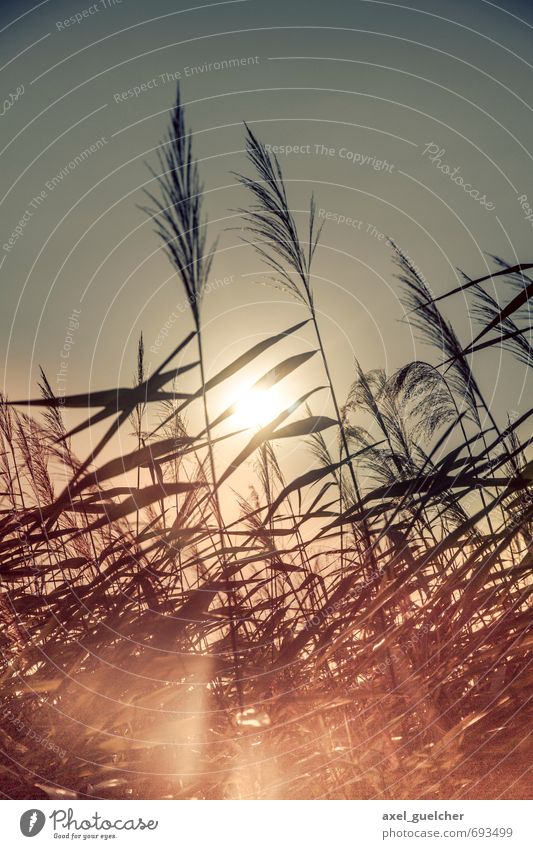 Reed in the Sun Umwelt Natur Pflanze Gras Grünpflanze gelb gold Frühlingsgefühle Willensstärke Warmherzigkeit Farbfoto Außenaufnahme Tag Licht Kontrast