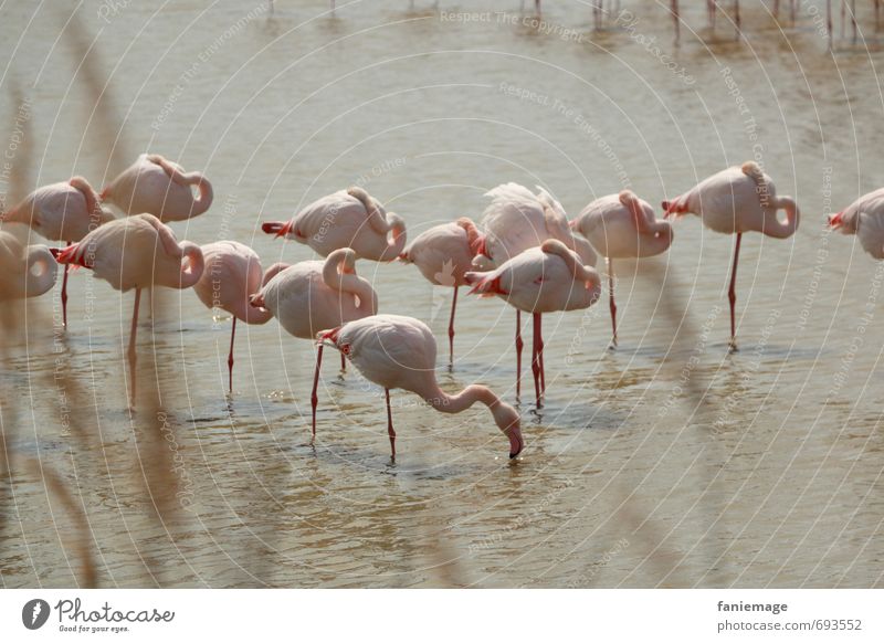 friedliches Beisammensein Umwelt Natur Wasser Sträucher Küste Seeufer Teich Flamingo schlafen Vogelpark Walsrode Camargue Südfrankreich Siesta einbeinig Idylle
