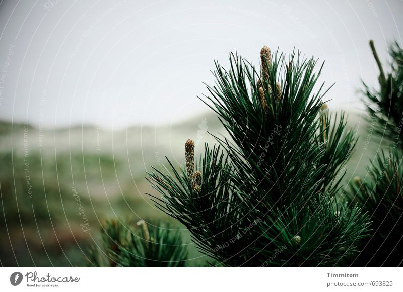 Dänischer Ostergruß. Ferien & Urlaub & Reisen Umwelt Natur Landschaft Pflanze Himmel Baum Sträucher Düne Dänemark Wachstum ästhetisch natürlich grau grün
