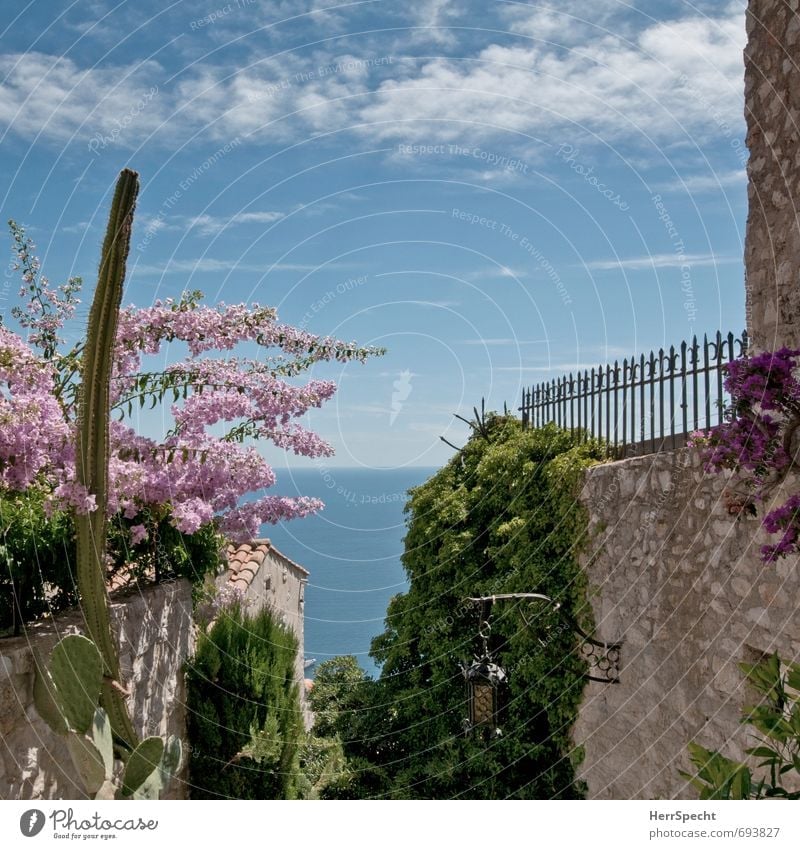 Durchblick Pflanze Himmel Wolken Sommer Schönes Wetter Blüte Grünpflanze Garten Meer Mittelmeer Cote d'Azur Frankreich Dorf Menschenleer Haus Gebäude Mauer Wand