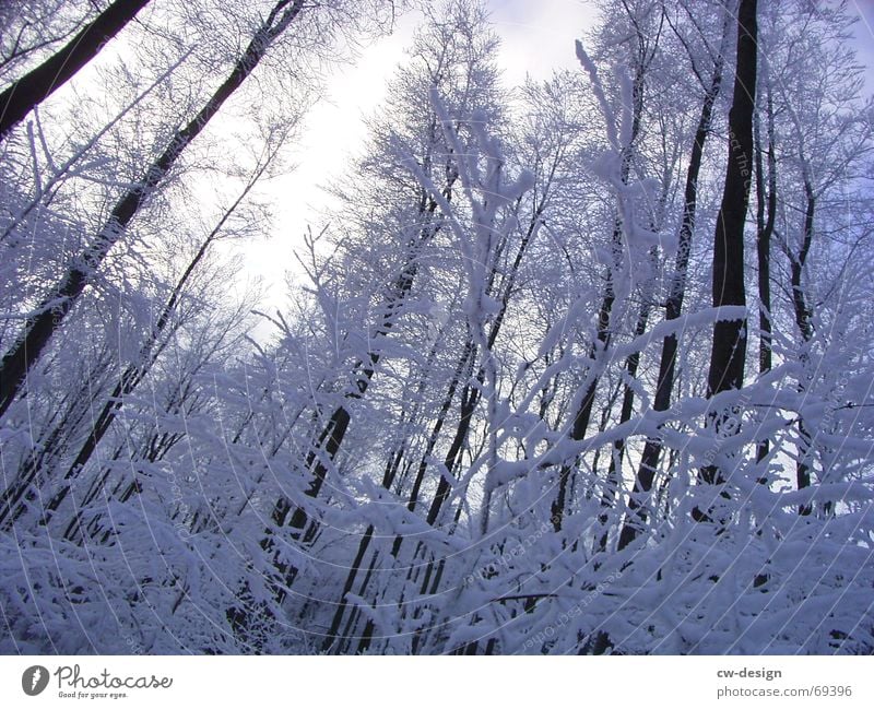 winterliche landschaft II Waldlichtung Winter Baum ruhig Erholung Tanne himmelblau Schneelandschaft Schneewandern lichtvoll Gelassenheit Eischnee Nadelwald