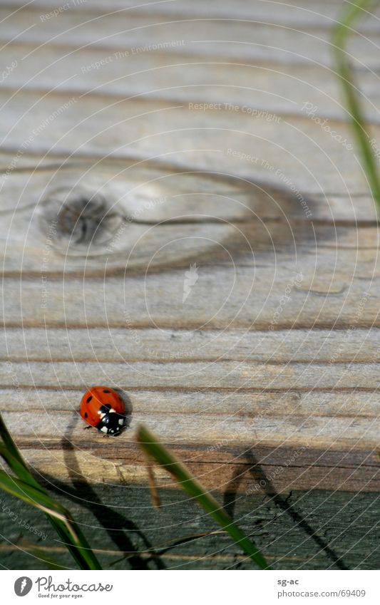 Käfer im Hohen Venn Marienkäfer Eifel Holz Holzmehl Gras Belgien Tier ladybird beetle Hohes Venn Maserung grain