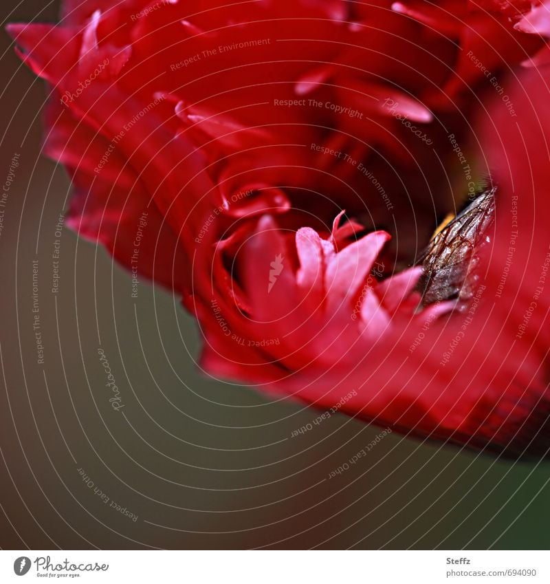 Innenleben - eine Biene eingehüllt und geborgen in einer Mohnblüte Wespe heimisch heimische Wildpflanze heimische Wildblume roter Mohn Klatschmohn