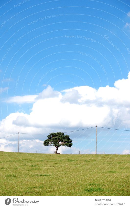 Hängt den Baum auf... Wiese Feld Sommer Wolken Telefonleitung Horizont Landschaft Rasen Himmel Sonne Strommast frei tree landscape meadow skies race sun clouds