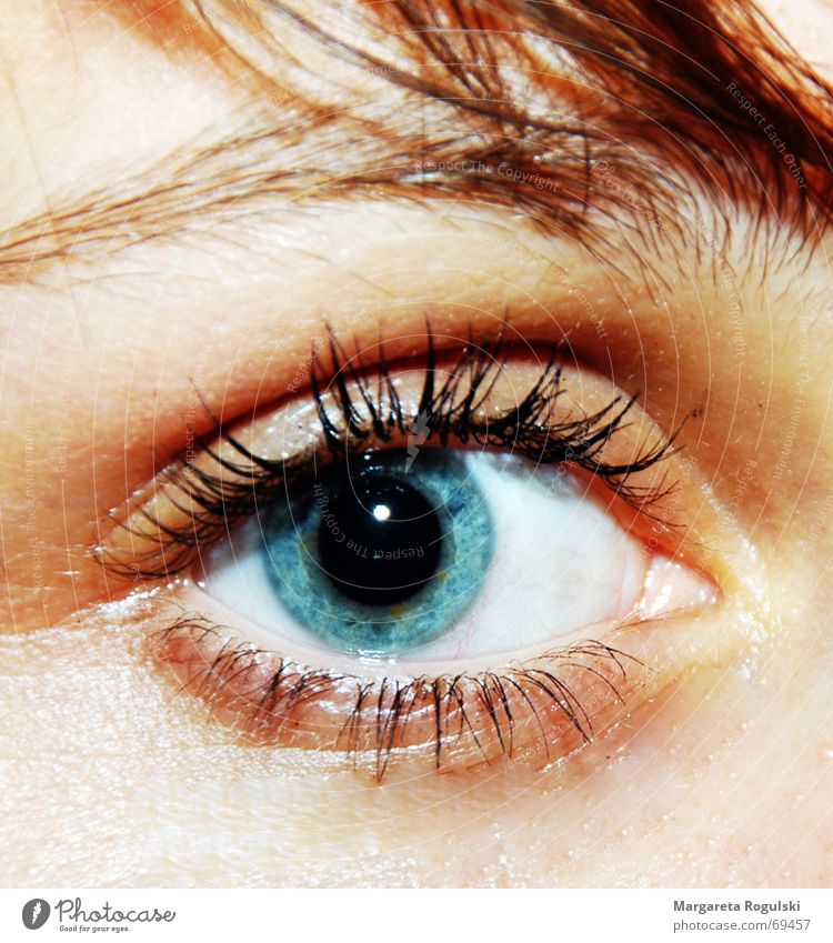 Kann dieses Auge lügen?? Augenbraue Wimpern Pupille blau Haare & Frisuren Regenbogenhaut Detailaufnahme