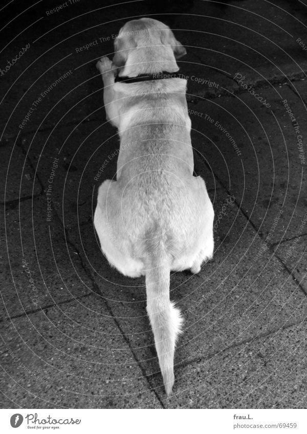 ordentlicher Hund Schwanz Ordnung Labrador Nervosität Asphalt genervt Tier gehorchen Säugetier Langeweile Gastronomie liegen warten Linie Rücken akkurat
