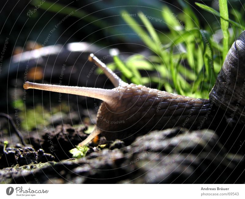 Schnecke in Nahaufnahme kriecht vor einem Grasbüschel Fühler Tier Schneckenhaus Natur Auge Stein