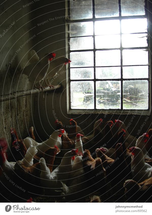 Aufgeschreckte Hühnerbande Geruch Bauernhof dreckig kamera muss sauber bleiben wohlfühlflair schwierige lichtverhältnisse frische eier Übelriechend