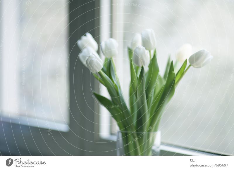 tulpen gehen immer Häusliches Leben Wohnung Dekoration & Verzierung Raum Blume Tulpe Blatt Blüte Fenster Blühend hell schön weiß Lebensfreude Frühlingsgefühle