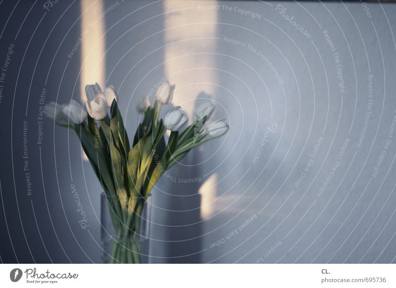 tulpen Häusliches Leben Wohnung Dekoration & Verzierung Raum Sonnenlicht Schönes Wetter Blume Tulpe Blatt Blüte Blühend schön weiß Wand Blumenvase Blumenstrauß