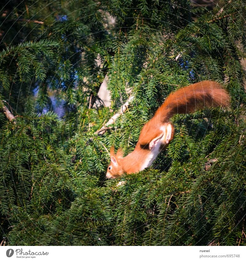 Hüpfendes Hörnchen Umwelt Natur Tier Frühling Sommer Baum Grünpflanze Garten Park Wildtier Eichhörnchen 1 Holz fliegen rennen springen klein niedlich oben braun