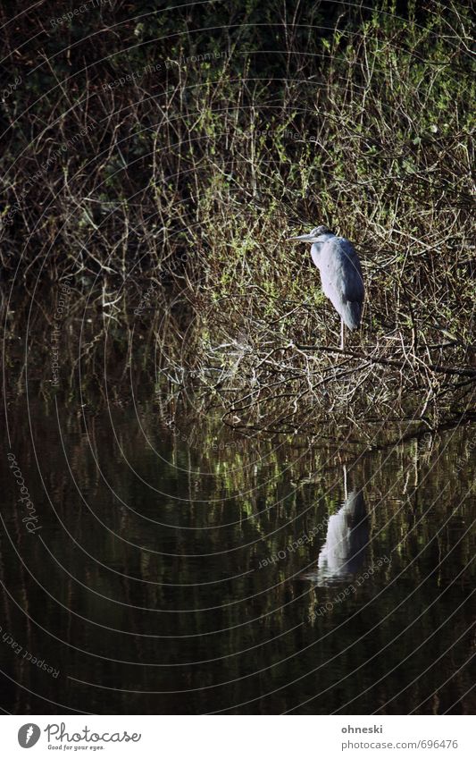 Wächter des Nordens Tier Sträucher Seeufer Wildtier Vogel Reiher Graureiher 1 geduldig Natur ruhig Farbfoto Außenaufnahme Textfreiraum links Textfreiraum oben