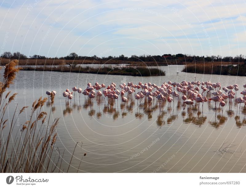 Siesta Umwelt Natur Landschaft Wasser Frühling Seeufer Teich Tier Wildtier Flamingo Zusammensein Tierliebe Camargue Pont de Gau Vogel schlafen Idylle Provence