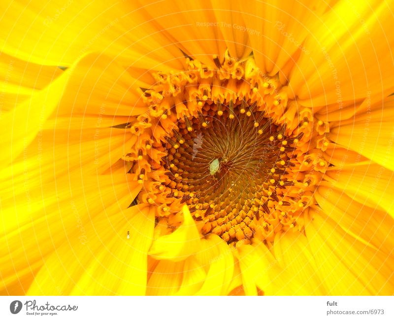 sonnenblume Sonnenblume Pflanze gelb fiech