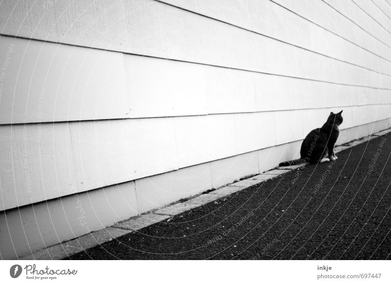 Einzelgängerin Gebäude Mauer Wand Fassade Straße Wege & Pfade Tier Haustier Katze 1 Linie Streifen hocken Blick warten trist Stadt schwarz weiß Gefühle Stimmung