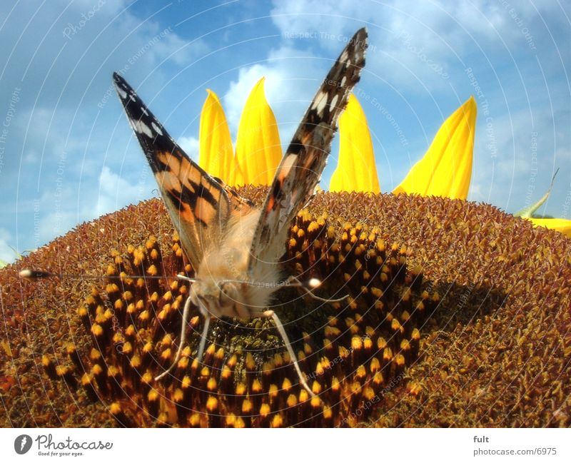 schmetterling Schmetterling Sonnenblume fiech