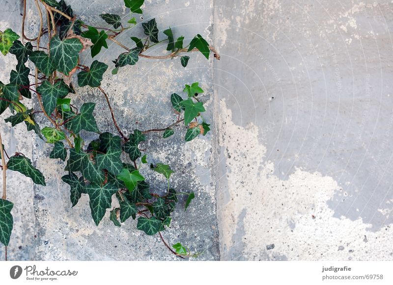 Efeu Pflanze Kletterpflanzen Blatt grün Wand Mauer Putz Romantik Araliengwächs Immergrüne Pflanzen Farbe alt