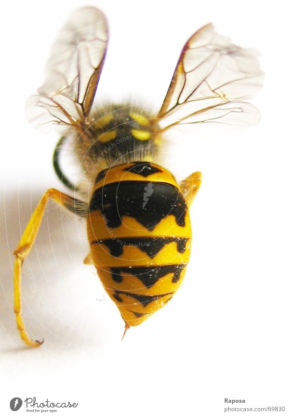 Ich zeig dir mein Hinterteil! Part II Tier Insekt Sechsfüßer Wespen schwarz gelb gestreift Biene klein Bewegung Fühler Hautflügler abdomen Flügel fliegen