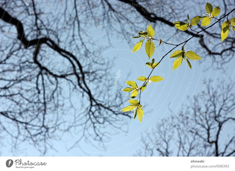Hoffnungsschimmer Tier Himmel Frühling Baum Blatt Ast Zweige u. Äste Buche grün Optimismus Leben Farbfoto Außenaufnahme Textfreiraum unten Tag Sonnenlicht