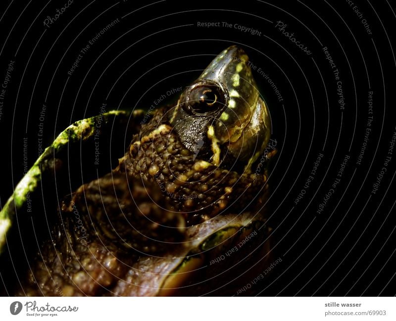 SCHILDKRÖTE Schildkröte Krallen Schnauze Reptil Wasserschildkröte gepanzert Scheune Auge Brustpanzer rückenpanzer