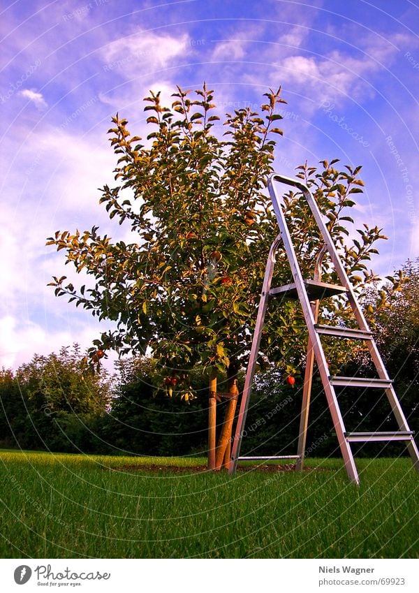 Die Früchte der Arbeit Arbeit & Erwerbstätigkeit Baum Wolken Aluminium Fußtritt Holz Apfel Rasen Himmel Leiter Ernte Baumstamm Ernährung Schatten